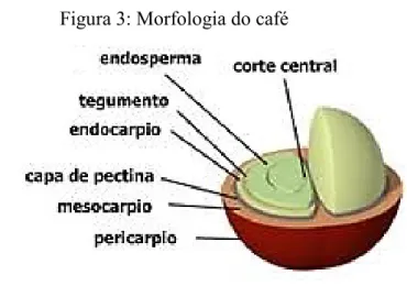 Figura 3: Morfologia do café 