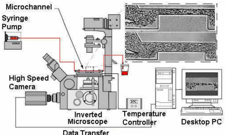 Figure 2. High-speed video microscopy system. 