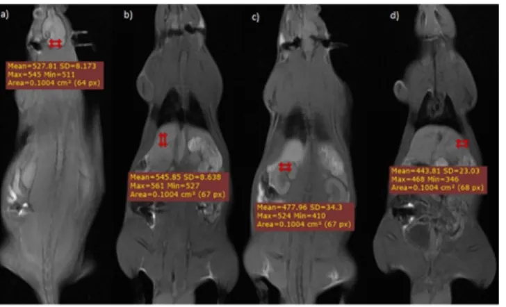 Fig. 1: MRI images of T1-weighted images (TR 600, TE 9,8) obtained  pre-contrast  in  Wistar  rats  (Rattus  norvegicus)  demonstrating  how  measurements  of  pixel  intensities  (related  to  signal  intensity)  were  performed on the four objectives org