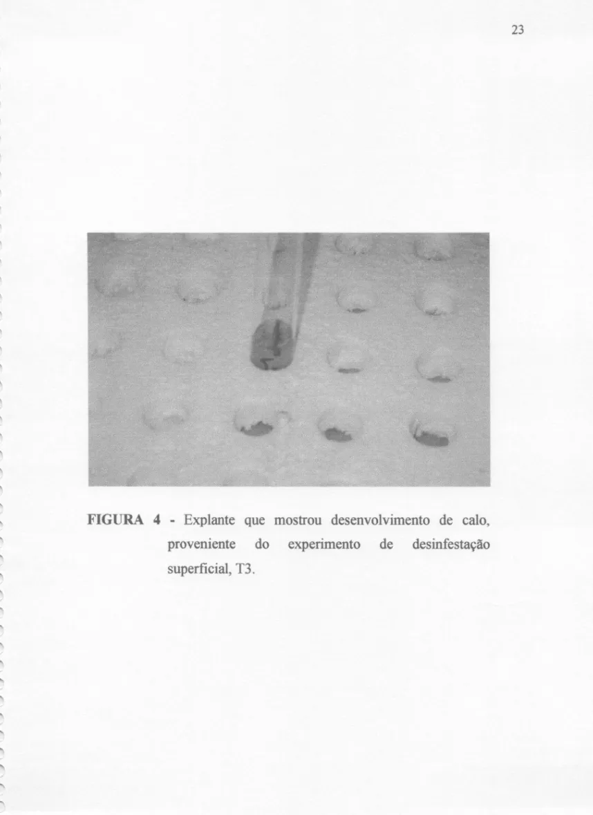 FIGURA 4 - Explante que mostrou desenvolvimento de calo, proveniente do experimento de desinfestação superficial, T3.