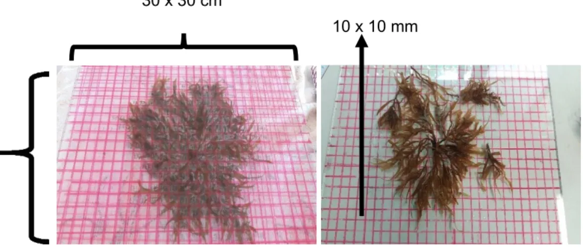 Figura 3. Placas de vidro quadriculada para avaliar a cobertura de Sargassum  cymosum, o grau de epibiose de algas epífitas e hidrozoários