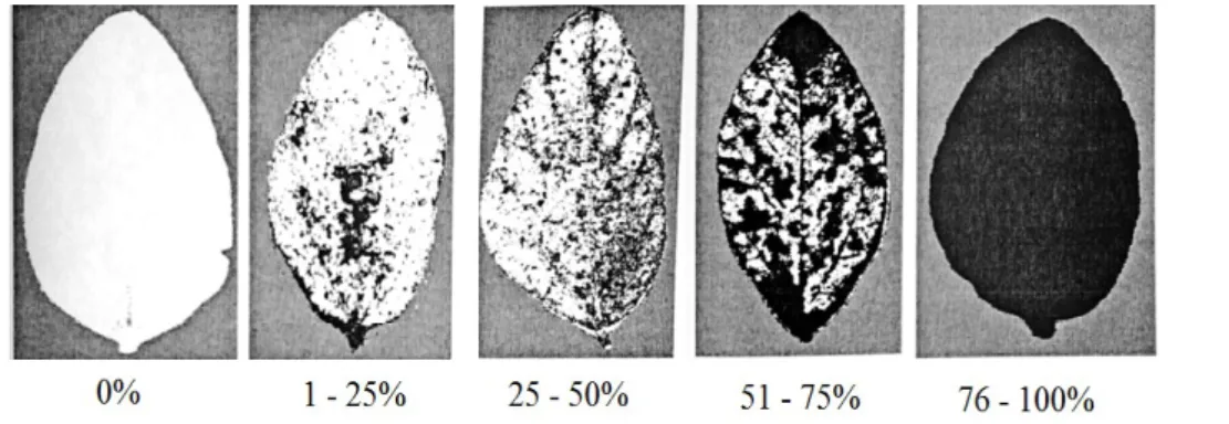 FIGURA  2.  Escala  diagramática  da  ferrugem  da  soja  (Glycine  max)  (Juliatti;  Polizel; 