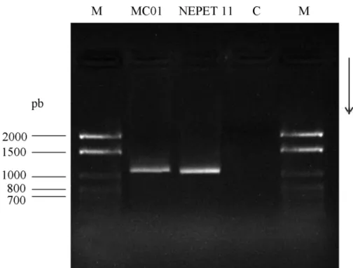 Figura  1 -  Fragmentos  amplificados  por  PCR  da região  ITS  do rDNA  18S  de  isolados de  Heterorhabditis 