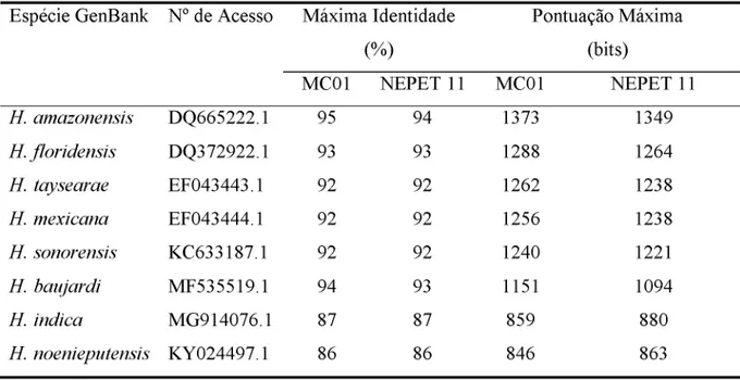Tabela 1 - Valores de máxima identidade (%) e pontuação máxima (bits) entre as sequências de  nucleotídeos dos isolados de Heterorhabditis estudados e as depositadas no GenBank, pelo programa  BLASTn.