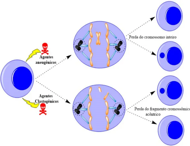Figura  4.  Formação  de  micronúcleo:  ação  do  agente  clastogênico  com  quebra  cromossômica e ação do agente aneugênico no fuso mitótico