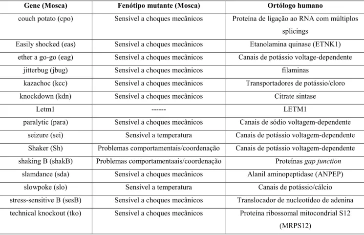 Tabela 1: Linhagens de  Drosophila melanogaster sensíveis a crises convulsivas. A primeira coluna  refere-se ao gene afetdo que caracteriza o fenótipo mutante na segunda coluna, enquanto que a terceira coluna  refere-se  aos  produtos  dos  genes  ortólogo