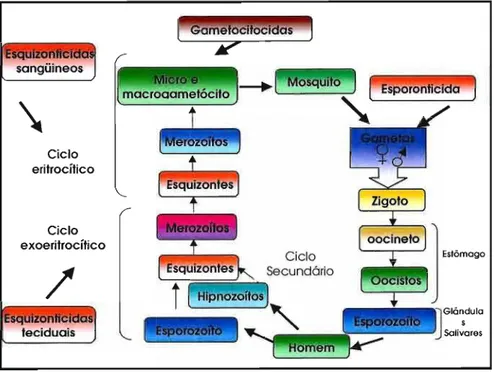 FIGURA 6- Ação  dos fármacos  antimaláricos de  acordo com  a fase  do  ciclo  do  Plasmodium  (FERREIRA