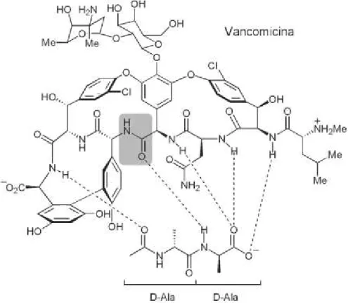 Figura  2:  Ligação  da  vancomicina  ao  terminal  D-alanil-D-alanina  do  pentapeptídeo  através  de  pontes  de  hidrogênio