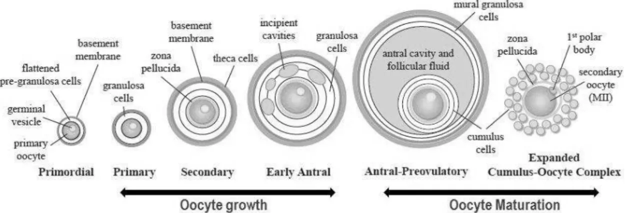 Figura  1.  Representação  simplificada  da  foliculogênese  e  do  crescimento  e  maturação do oócito em mamíferos (COLLADO-FERNANDEZ; PICTON; DUMOLLARD, 2012)