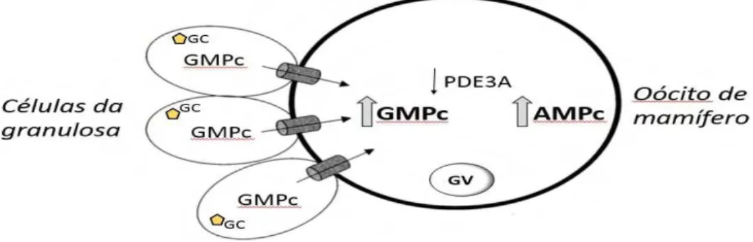 Figura  4.  Modelo  hipotético  gráfico  do  cross-talk  entre  o  GMPc  sintetizado  nas  células  da  granulosa  que  migram  através  das  gap  junctions  para  o  oócito,  interferindo  na  atividade da PDE3A