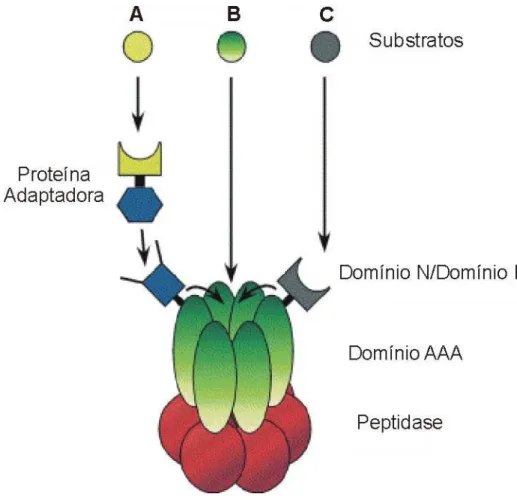 Figura 12. Representação esquemática da arquitetura dos complexos proteolíticos bacterianos  dependentes de ATP (MOGK et al., 2004)