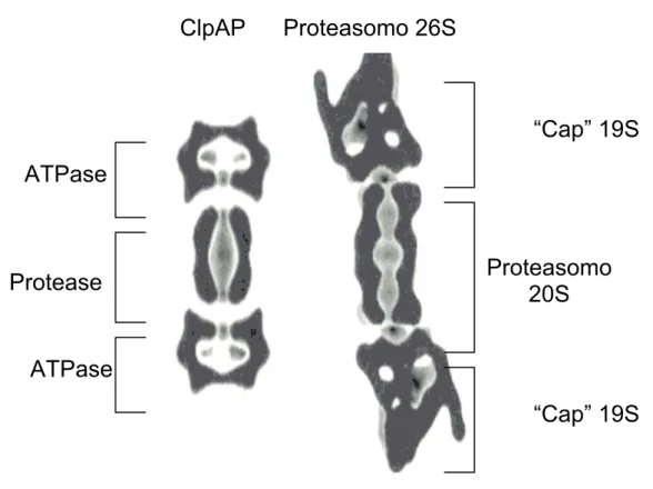 Figura 13. Comparação da arquitetura geral do complexo proteolítico ClpAP de E. coli e do  proteasomo 26S de eucariotos (GOTTESMAN, 1997)