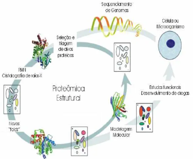 Figura 2. Impacto de projetos de proteômica estrutural na biologia atual. 