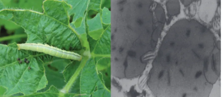 Figura  4  -  Foto  da  lagarta  Anticarsia  gemmatalis,  praga  da  monocultura  de  soja,  e  microscopia eletrônica de um poliedro do baculovírus AgMNPV