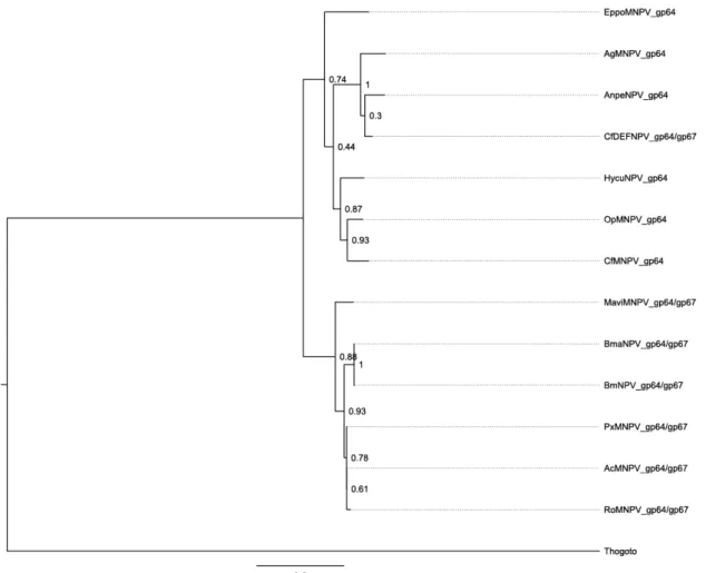 Figura 9 - Reconstrução filogenética baseada nas sequências de gp64 dos NPV I 