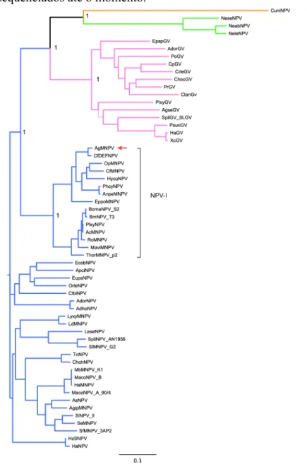 Figura 1 - Reconstrução filogenética baseada nos 37 genes conservados de baculovírus  sequenciados até o momento