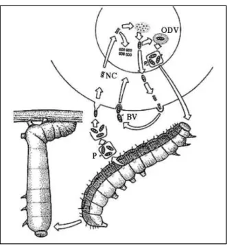 Figura 3 - Ciclo biológico ilustrativo de um Alphabaculovirus. 