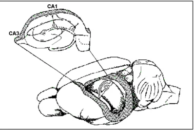 FIGURA 3.2 – Localização do hipocampo no cérebro de um roedor - áreas CA1 e CA3 em destaque (Redish, 1997)