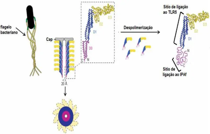 Figura 2 - Estrutura e organização da flagelina no flagelo. O flagelo é uma haste longa e  flexível  formada  pelo  corpo  basal  (responsável  por  seu  ancoramento  à  parede  celular  bacteriana),  o  gancho  (verde)  e  o  filamento  flagelar  (amarelo