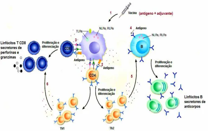 Figura  1  –  Iniciação  da  resposta  imunológica  adaptativa.    Células  dendríticas  são  ativadas  após  a  interação  de  PAMPS  (Padrões  Moleculares  Associados  a  Patógenos) com receptores da imunidade inata (TLRs, NLRs, RLRs) (1)