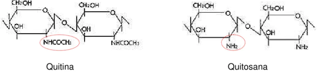 Figura 2. Estruturas químicas da quitina e quitosana.