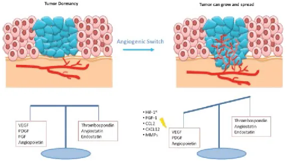 Figura 2: Esquema da angiogênese tumoral. Células tumorais e do microambiente tumoral produzem fatores pró- pró-angiogênicos  que  alterar  o  equilíbrio  entre  fatores  anti  e  pró-  pró-angiogênicos,  iniciando  a  angiogênese  tumoral  (GELAO, et al.,
