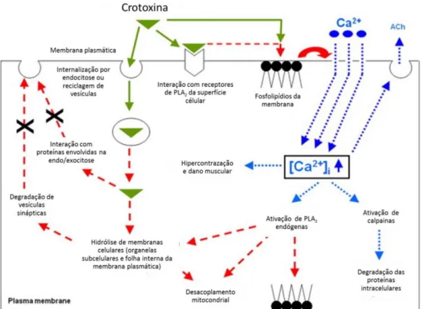 Figura  6:  Esquema  das  principais  ações  intracelulares  da  crotoxina  em  nervos  e  músculos