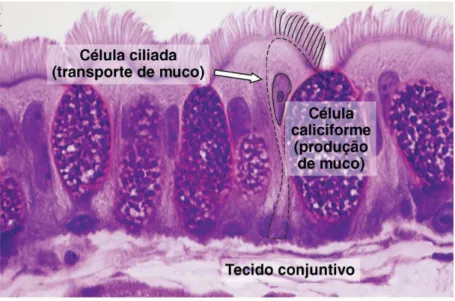 Figura 2. Fotomicrografia do epitélio respiratório destacando as células ciliadas e as células  caliciformes 