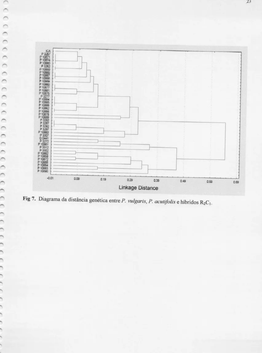 Fig 7. Diagrama da distância genética entre P. vulgaris, P. acutifolis e híbridos R2C1.