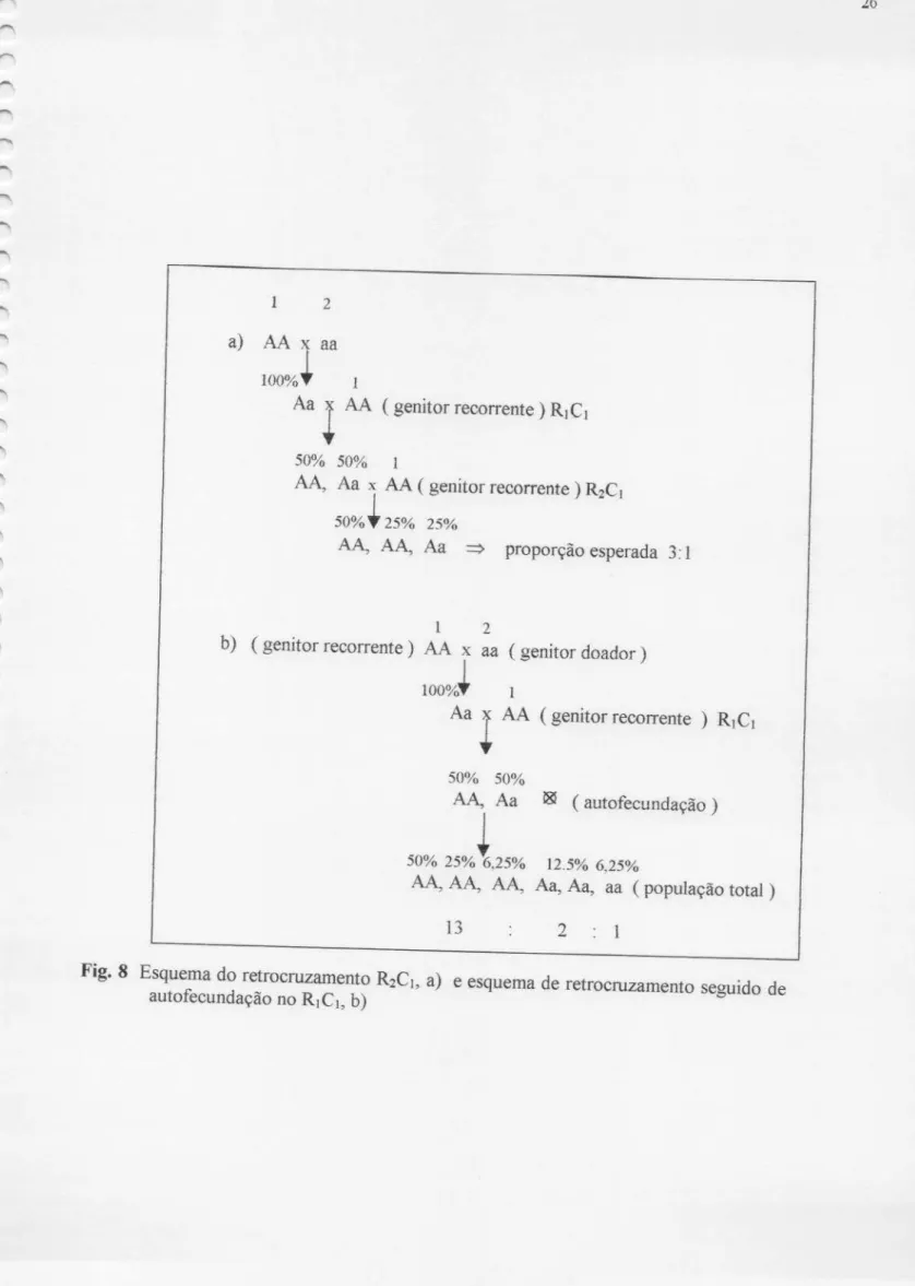 Fig. 8 Esquema do retrocruzamento autofecundação no RIC ], b) R2C1, &amp;) e esquema de retrocruzamento seguido de