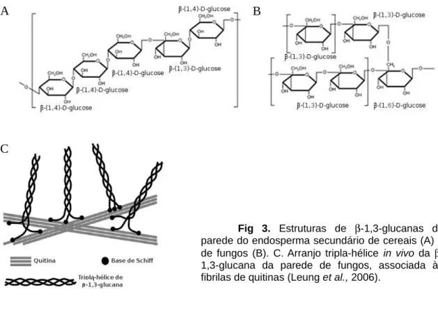 Fig   3.  Estruturas   de   β -1,3-glucanas   da  parede do endosperma secundário de cereais (A) e  de fungos (B)