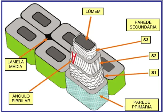 Figura 1 - Esquema da célula vegetal com detalhes dos diferentes camadas da parede celular secundária (S1, S2 e  S3), a parede primária e a lamela média entre as paredes primárias de células adjacentes  (KRETSCHMANN, 2003) 