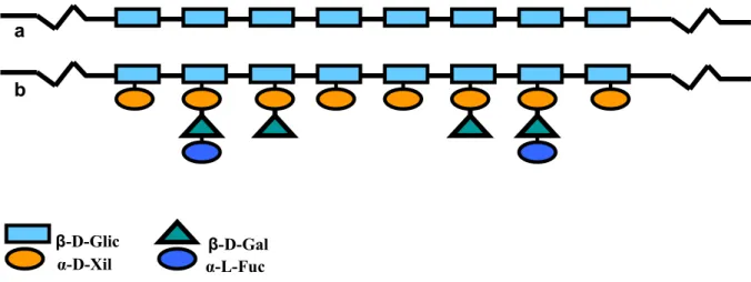 Figura 2 - Esquema da estrutura da celulose (a) e xiloglucanas (b)    