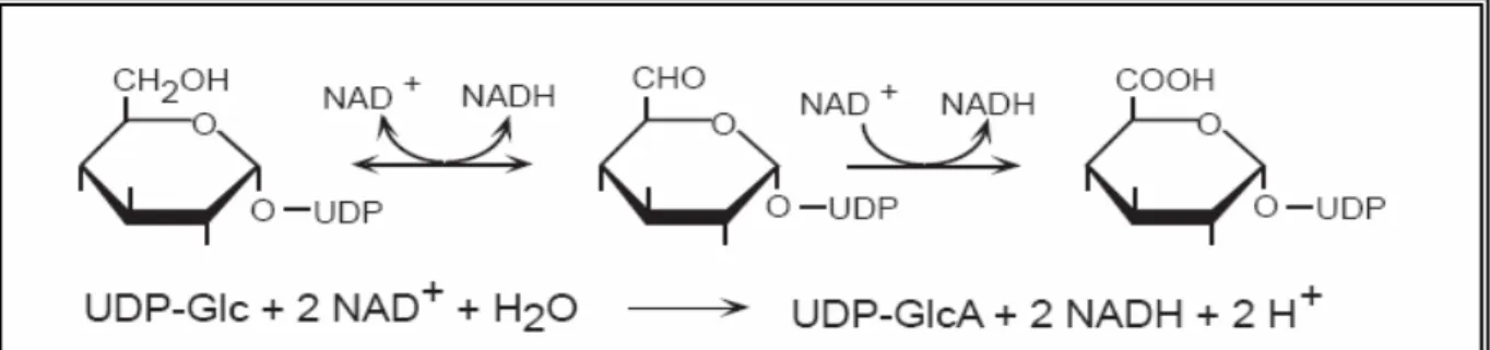 Figura 4 - Reação realizada pela enzima UDP-glicose desidrogenase (EC 1.1.1.22), que oxida UDP-glicose  UDP-glucuronato, e é dependente de NAD (GAINEY et al., 1975) 