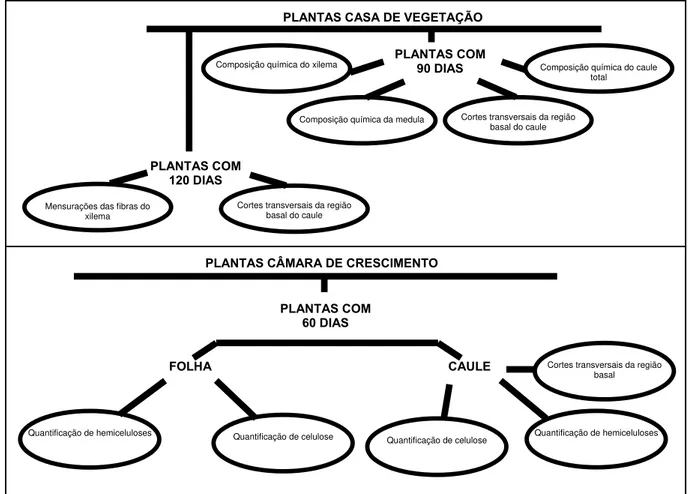 Figura 7 - Fluxograma das análises com plantas cultivadas em casa de vegetação e câmara de crescimento 