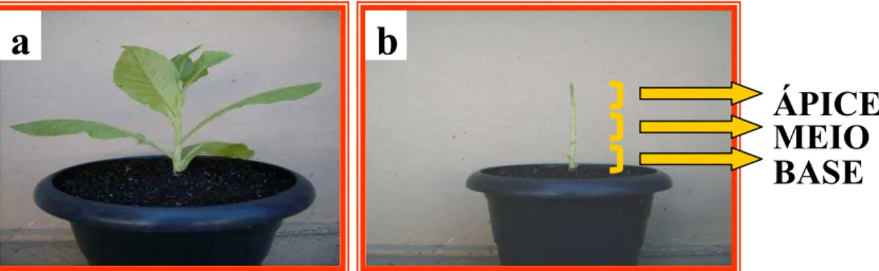 Figura 8 - Detalhes da amostragem do caule das plantas de tabaco, cultivadas em câmara  de crescimento