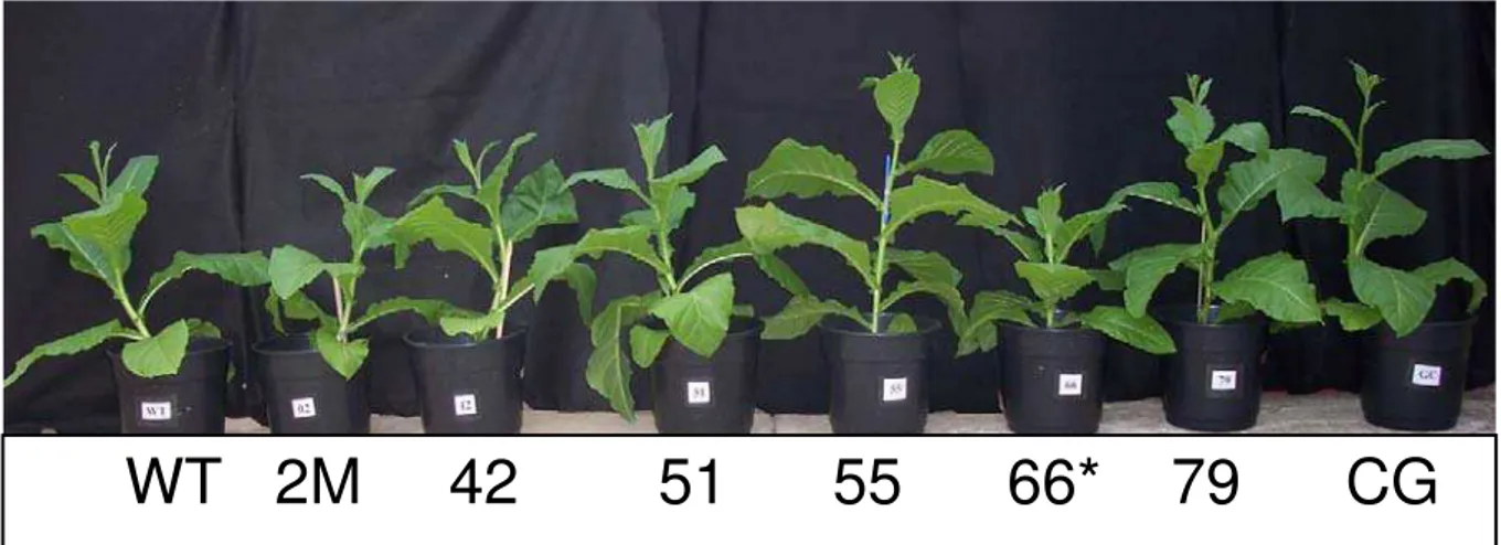 Figura 10 - Fenótipos das plantas transgênicas (2M, 42, 51, 55, 66 e 79) e controles (WT e CG)  
