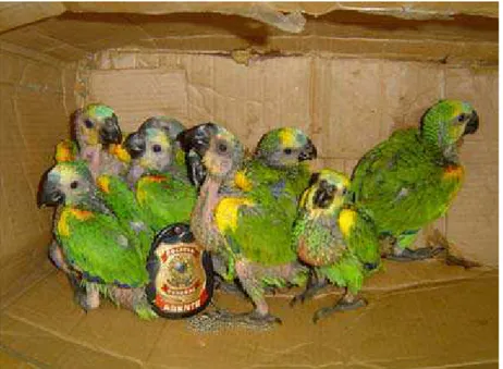Figura 1 - Filhotes de papagaios (Amazona aestiva) apreendidos pela Polícia Federal,  2007