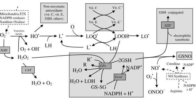 Figure  2.  Overview  of  the  main  reactions  involving  reactive  Oxygen  species  (ROS)  /  reactive  Nitrogen  species  (RNS),  and  major  endogenous  enzymatic  and  non-enzymatic  antioxidant  defences  in  the  cell