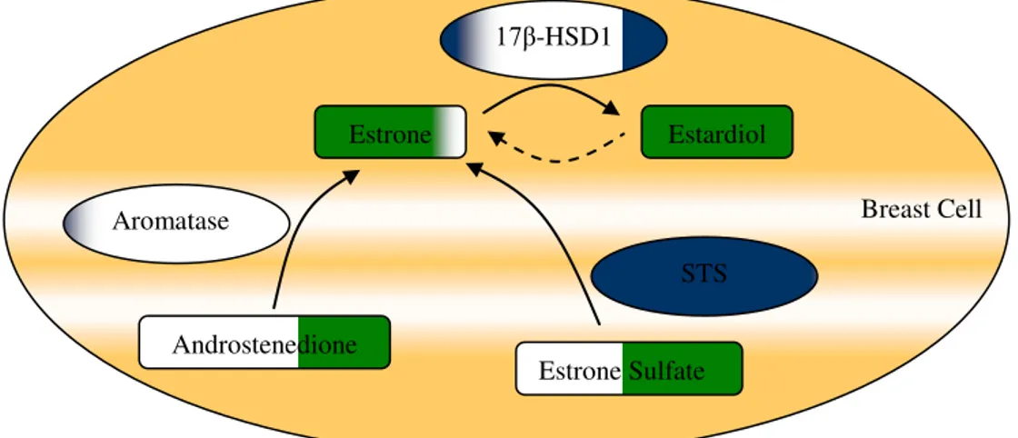 Figure  3  shows  the  biosynthesis  of  estrogens  from  steroid  precursors  via  the  aromatization  of  androstenedione  to  estrone  by  aromatase  or  via  the  hydrolysis  of  estrone sulfate by Estrone sulfatase (STS)