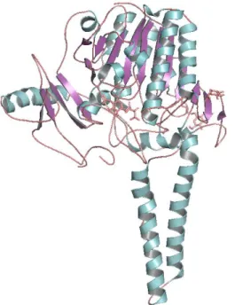 Figure  4. Estrone sulfatase X-ray protein structure (PDB: 1P49) represented in cartoon format; docked  natural ligands are represented in wire format (pink)