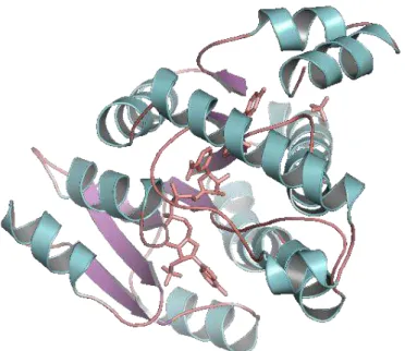 Figure 5.  17β -HSD1 X-ray protein structure (PDB: 1FDT) represented in cartoon format; docked natural  ligands represented in wire format (pink)