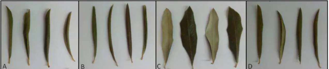 Figura 7  –  Folhas de oliveira de diferentes cultivares de oliveira: Arbequina (A), Cobrançosa  (B), Galega vulgar (C) e Picual (D)