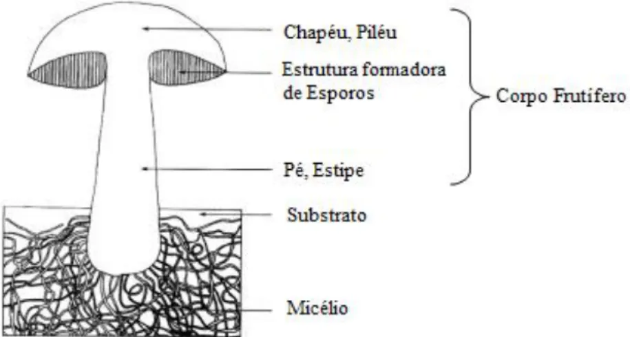 Figura 1.  Estrutura de um cogumelo (Kalač, 2009).