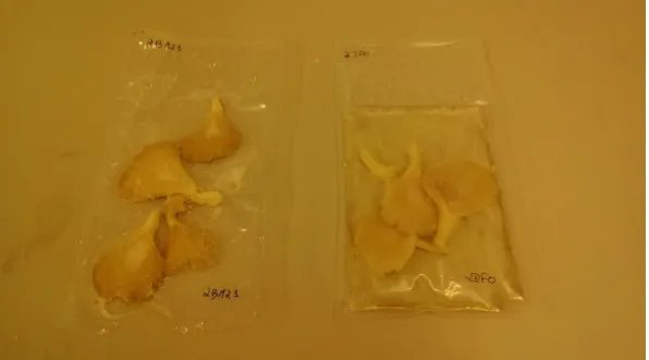 Figura 10. Cogumelos embalados e sujeitos à tecnologia de altas pressões: amostra  P (à esquerda) e amostra AP (à direita)