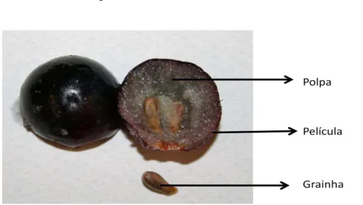 Figura 1.3  –  Bago de uva. 