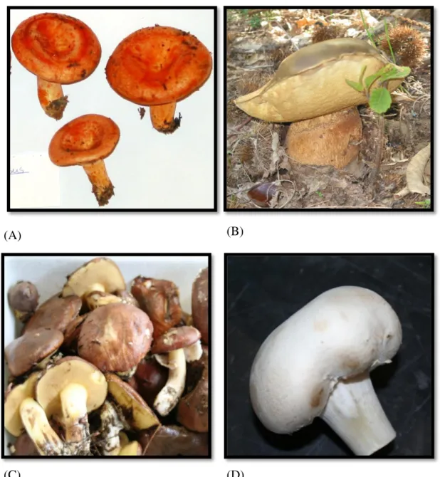 Fig. 2 - Espécies macrofúngicas estudadas. (A)  Lactarius deliciosus; (B)  Boletus edulis; (C)  Suillus  luteus; (D) Agaricus bisporus