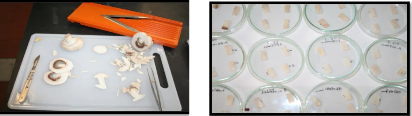 Fig. 5 - Preparação das amostras de cogumelos a utilizar nos ensaios de secagem 