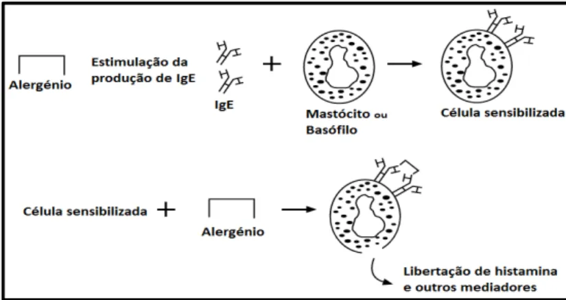 Figura 1: Mecanismo da reacção alérgica mediada pela IgE (adaptado de Taylor, 2006) 