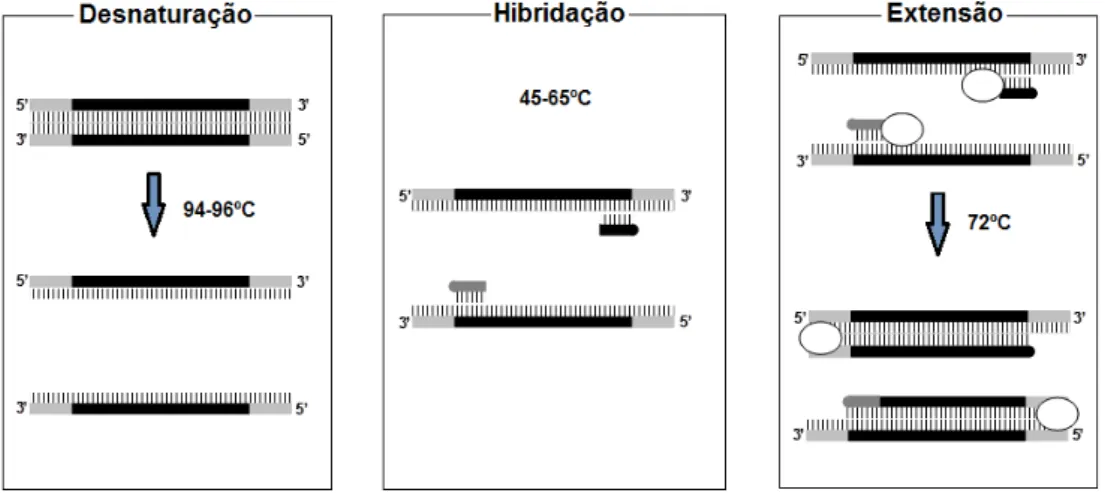 Figura 3: Esquematização das etapas da PCR (adaptado de: Mafra &amp; Oliveira, 2005) 